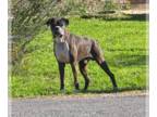 Boxer DOG FOR ADOPTION RGADN-1341687 - Beaux IV - Boxer Dog For Adoption