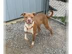 Boxer Mix DOG FOR ADOPTION RGADN-1341688 - Gunner - Boxer / Terrier / Mixed Dog