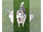 Alaskan Malamute DOG FOR ADOPTION RGADN-1341690 - Pepe Le Pew - Alaskan Malamute