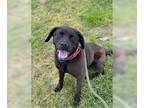 Boxador DOG FOR ADOPTION RGADN-1341692 - Zayda - Labrador Retriever / Boxer /