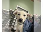 Labrador Retriever Mix DOG FOR ADOPTION RGADN-1341702 - LIL - Labrador Retriever