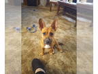 Dachshund Mix DOG FOR ADOPTION RGADN-1341705 - Zora - Dachshund / Mixed (short