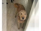 Golden Retriever DOG FOR ADOPTION RGADN-1341740 - Honey - Foster to Adopt -