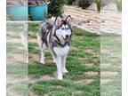Mix DOG FOR ADOPTION RGADN-1341745 - Noel - Husky / Australian Shepherd