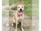 Shepradors DOG FOR ADOPTION RGADN-1341747 - ROAN - German Shepherd Dog /