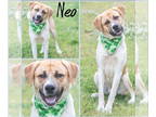 Anatolian Shepherd Mix DOG FOR ADOPTION RGADN-1341754 - Neo - Anatolian Shepherd