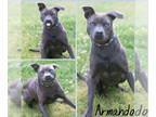 American Staffordshire Terrier Mix DOG FOR ADOPTION RGADN-1341755 - Armando -
