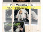 American Foxhound-Basset Hound Mix DOG FOR ADOPTION RGADN-1341756 - Wes -