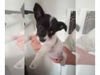 Pembroke Welsh Corgi Mix DOG FOR ADOPTION RGADN-1341757 - Shelby - Fox Terrier /