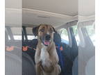 Black Mouth Cur Mix DOG FOR ADOPTION RGADN-1341769 - BUSTER - Shepherd / Black
