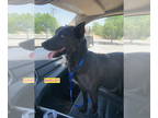 Australian Kelpie Mix DOG FOR ADOPTION RGADN-1341774 - Shelby - Australian
