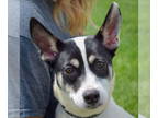 Rat Terrier Mix DOG FOR ADOPTION RGADN-1341789 - Cami - Cattle Dog / Rat Terrier