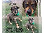 Mastiff Mix DOG FOR ADOPTION RGADN-1341804 - TITAN - Mastiff / Mixed (medium