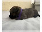 German Shepherd Dog Mix DOG FOR ADOPTION RGADN-1341810 - Pepper - German