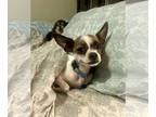 Boston Huahua DOG FOR ADOPTION RGADN-1341817 - Manly - Boston Terrier /