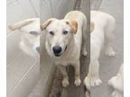 Labrador Retriever Mix DOG FOR ADOPTION RGADN-1341818 - Laddie - Labrador