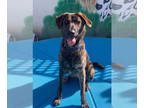 Shepradors DOG FOR ADOPTION RGADN-1341819 - Blake - German Shepherd Dog /