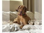Great Dane DOG FOR ADOPTION RGADN-1341821 - Parker - Great Dane (short coat) Dog