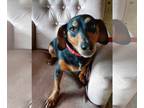 Doxie-Pin DOG FOR ADOPTION RGADN-1341824 - Rascel - Dachshund / Miniature