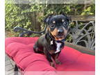Chipin DOG FOR ADOPTION RGADN-1341828 - Prince William - Miniature Pinscher /