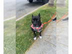 American Pit Bull Terrier Mix DOG FOR ADOPTION RGADN-1341835 - Athena - Pit Bull