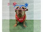 American Pit Bull Terrier-Pembroke Welsh Corgi Mix DOG FOR ADOPTION