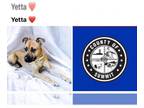 Black Mouth Cur-Boxer Mix DOG FOR ADOPTION RGADN-1341843 - YETTA - Black Mouth