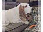 Basset Hound DOG FOR ADOPTION RGADN-1341855 - Buzz - Basset Hound Dog For