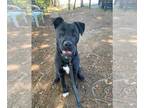 American Pit Bull Terrier Mix DOG FOR ADOPTION RGADN-1341882 - Ricky A424876 -