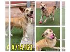 Huskies Mix DOG FOR ADOPTION RGADN-1341891 - ALICE - Husky / Mixed (medium coat)