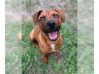 Rhodesian Ridgeback Mix DOG FOR ADOPTION RGADN-1341898 - Tripp Von Lo-Ryder -