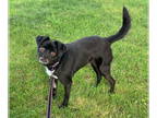 Pug Mix DOG FOR ADOPTION RGADN-1341909 - Kissy - 0$ Adoption Fee - Pug / Mixed