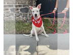 Boxer Mix DOG FOR ADOPTION RGADN-1341912 - Biscuit - Terrier / Boxer / Mixed