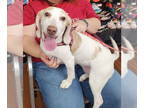 Beagle DOG FOR ADOPTION RGADN-1341923 - Peanut - Beagle Dog For Adoption