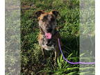 Labrador Retriever-Whippet Mix DOG FOR ADOPTION RGADN-1341928 - Reese - Labrador