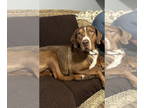 Redbone Coonhound DOG FOR ADOPTION RGADN-1341936 - Buddy - Redbone Coonhound Dog