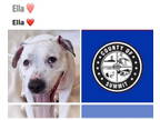 Beagle-Staffordshire Bull Terrier Mix DOG FOR ADOPTION RGADN-1341939 - ELLA -