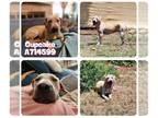 Chinese Shar-Pei Mix DOG FOR ADOPTION RGADN-1341947 - CUPCAKE - Chinese Shar-Pei