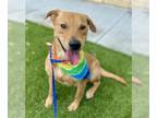 Labrador Retriever Mix DOG FOR ADOPTION RGADN-1341953 - STARBURST - Labrador