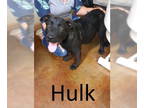 Shepradors DOG FOR ADOPTION RGADN-1341954 - Hulk - German Shepherd Dog /