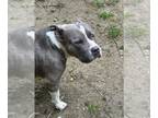 American Staffordshire Terrier DOG FOR ADOPTION RGADN-1341963 - Abigail -