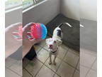 Catahoula Leopard Dog DOG FOR ADOPTION RGADN-1341969 - ANGEL #4 - Catahoula