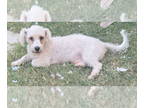 Poodle (Miniature) DOG FOR ADOPTION RGADN-1341970 - Sammy - Poodle (Miniature)