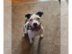 American Pit Bull Terrier Mix DOG FOR ADOPTION RGADN-1341986 - Clyde - Pit Bull