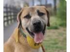 Daniff DOG FOR ADOPTION RGADN-1341993 - Nunu - Mastiff / Great Dane / Mixed Dog