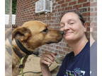German Shepherd Dog Mix DOG FOR ADOPTION RGADN-1342005 - Freebird - German