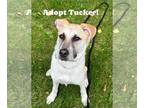Huskies Mix DOG FOR ADOPTION RGADN-1342006 - Tucker - Husky / Mixed (short coat)