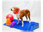American Pit Bull Terrier DOG FOR ADOPTION RGADN-1342017 - GEENIE - Pit Bull