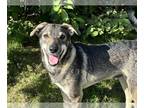 Huskies Mix DOG FOR ADOPTION RGADN-1342038 - PABLO - Husky / Mixed (medium coat)