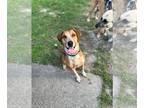 English Foxhound DOG FOR ADOPTION RGADN-1342042 - Copper - English Foxhound